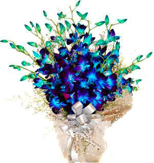 Daring Blue Orchids